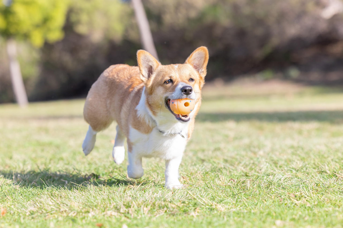 Medium Fetch Ball T504
