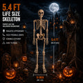 5.4 ft Posable Halloween Skeleton with Movable Joints U7006